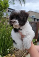 Pluto, a male Miniature Schnauzer for sale in San Jose, CA – Photo 7 of 8