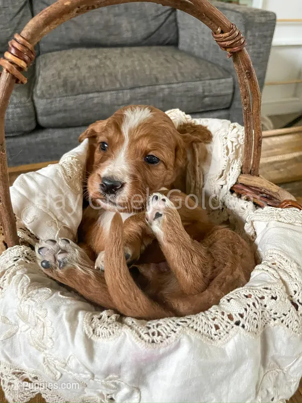Mr White – Goldendoodle puppy for sale in Columbia, MO