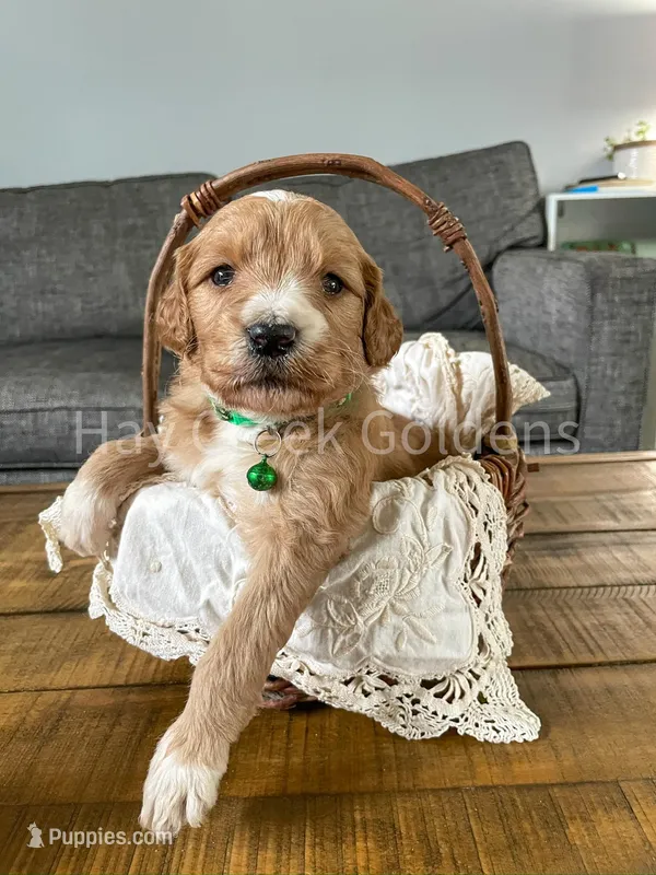 Miss Green – Goldendoodle puppy for sale in Columbia, MO