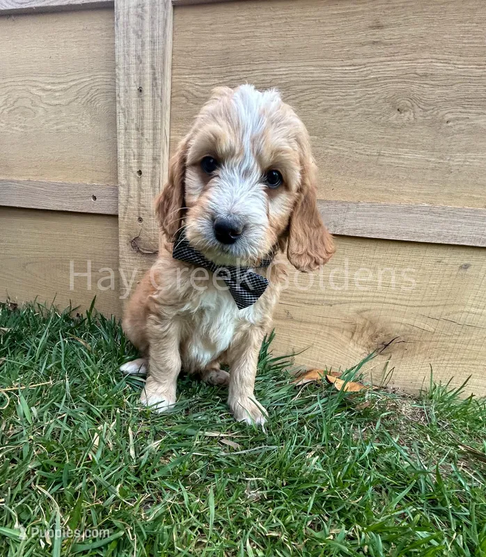 Mr Grey – Goldendoodle puppy for sale in Columbia, MO