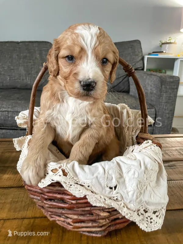 Mr Grey – Goldendoodle puppy for sale in Columbia, MO