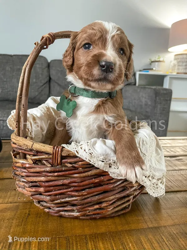 Mr Forest – Goldendoodle puppy for sale in Columbia, MO