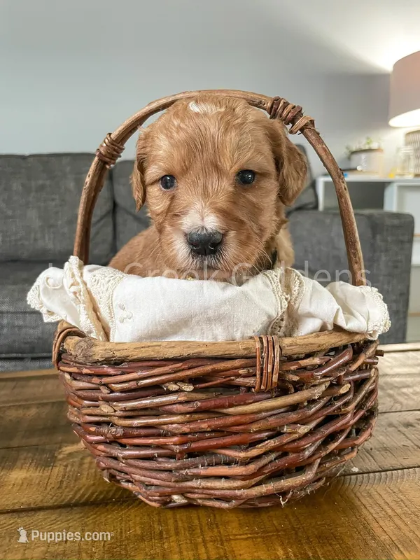 Mr Yellow – Goldendoodle puppy for sale in Columbia, MO