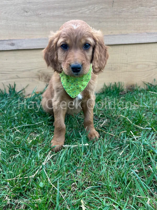 Mr Greem – Goldendoodle puppy for sale in Columbia, MO