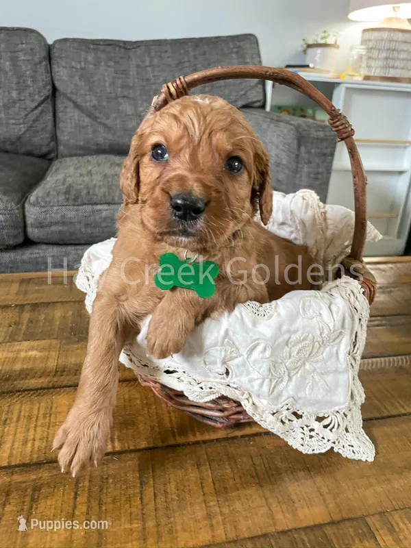 Mr Greem – Goldendoodle puppy for sale in Columbia, MO