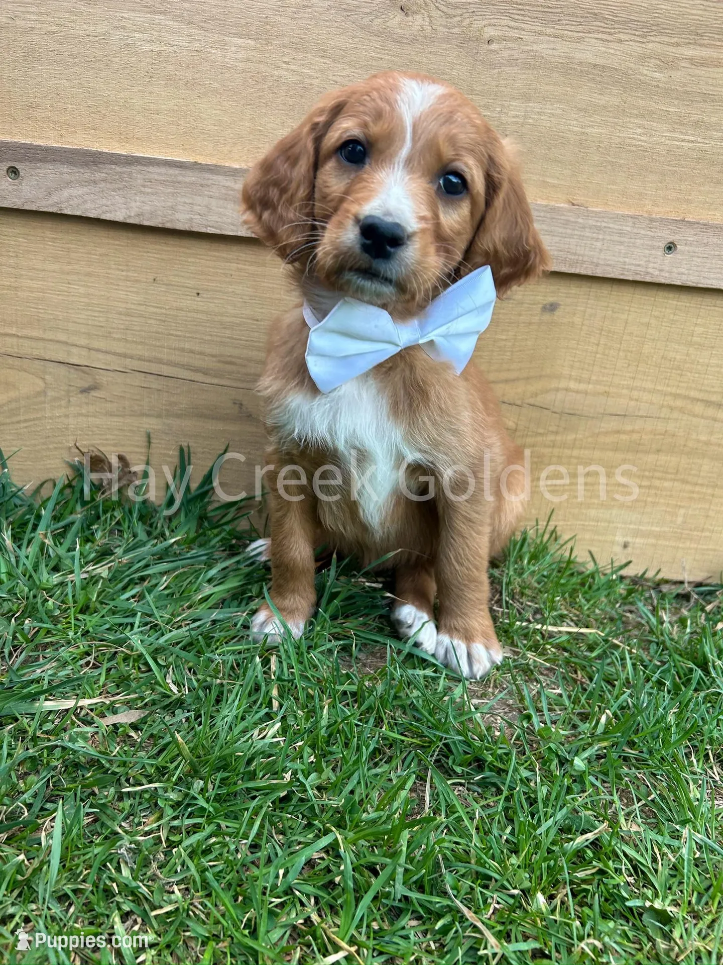 Mr White – Goldendoodle puppy for sale in Columbia, MO