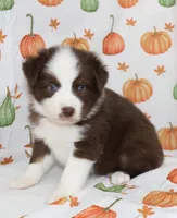 TOY PIPER-ASDR BLUE EYES, a female Miniature Australian Shepherd and Toy Australian Shepherd for sale in Bells, TX – 2 of 10