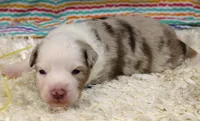 MILO-ASDR  BLUE EYES, a male Miniature Australian Shepherd for sale in Bells, TX – Photo 2 of 6
