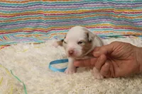 MILO-ASDR  BLUE EYES, a male Miniature Australian Shepherd for sale in Bells, TX – Photo 5 of 6