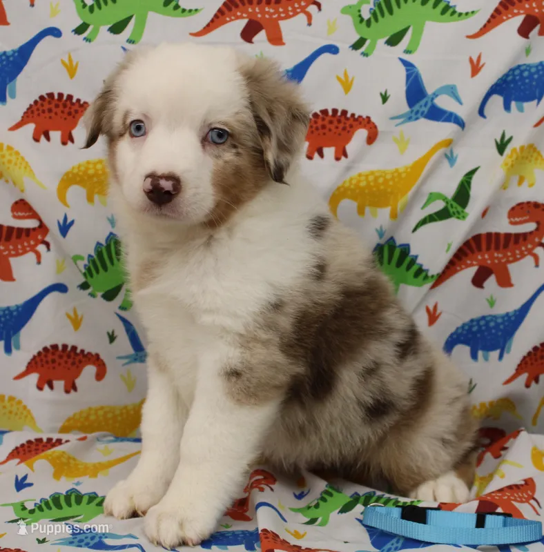 MILO-ASDR  BLUE EYES – Miniature Australian Shepherd puppy for sale in Bells, TX