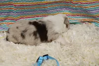 MILO-ASDR  BLUE EYES, a male Miniature Australian Shepherd for sale in Bells, TX – Photo 6 of 6