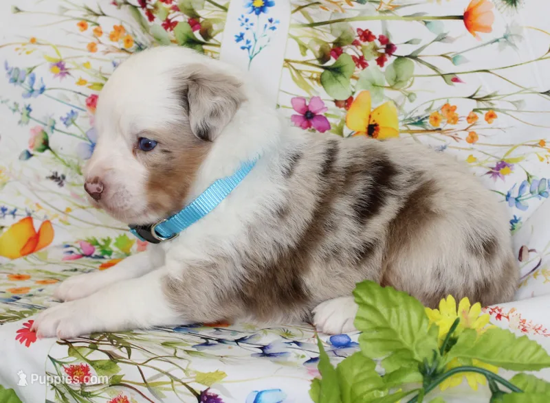 MILO-ASDR  BLUE EYES