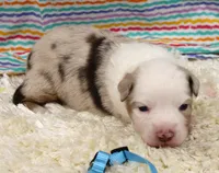 MILO-ASDR  BLUE EYES, a male Miniature Australian Shepherd for sale in Bells, TX – Photo 1 of 6