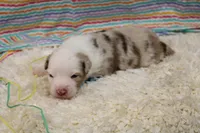 MILO-ASDR  BLUE EYES, a male Miniature Australian Shepherd for sale in Bells, TX – Photo 4 of 6