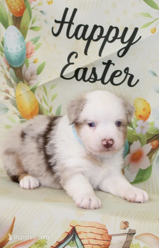 MILO-ASDR  BLUE EYES – Miniature Australian Shepherd puppy for sale in Bells, TX