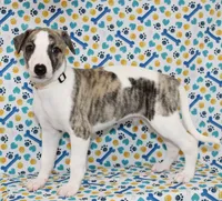 JACE-AKC, a male Whippet for sale in Bells, TX – 2 of 6