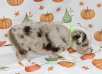 TOY AUSSIE HATTIE MAE-ASDR, a male Toy Australian Shepherd for sale in Bells, TX – 4 of 7