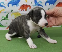 processed/f747d14b-a878-46fe-9ce7-210efab35373/listing/023bcced-bbec-4ee2-af9f-7606a1824ab2/125d1516-6e40-4e39-b0d5-9ad7519b059b