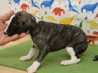 processed/f747d14b-a878-46fe-9ce7-210efab35373/listing/023bcced-bbec-4ee2-af9f-7606a1824ab2/7b968b40-27f5-4118-9735-00fae95d1911