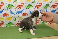 processed/f747d14b-a878-46fe-9ce7-210efab35373/listing/023bcced-bbec-4ee2-af9f-7606a1824ab2/af56ec26-a07e-4866-83c8-34b7475a0d95