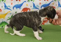 processed/f747d14b-a878-46fe-9ce7-210efab35373/listing/023bcced-bbec-4ee2-af9f-7606a1824ab2/b3734b1a-51a2-4c35-ba82-eae7a6b93663