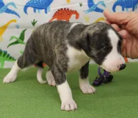 processed/f747d14b-a878-46fe-9ce7-210efab35373/listing/023bcced-bbec-4ee2-af9f-7606a1824ab2/d73f80db-d677-437e-a27f-f19a7869f9f7