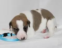 GRAHAM-WHIPPET AKC, a female Whippet for sale in Bells, TX – 6 of 6