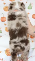 TOY LEVI-ASDR  BLUE EYES, a male Miniature Australian Shepherd and Toy Australian Shepherd for sale in Bells, TX – 2 of 9