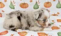 TOY TUCKER-ASDR BLUE EYES, a female Miniature Australian Shepherd and Toy Australian Shepherd for sale in Bells, TX – 4 of 9