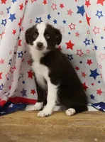 BOONE-TOY ASDR, a male Toy Australian Shepherd for sale in Bells, TX – 4 of 10