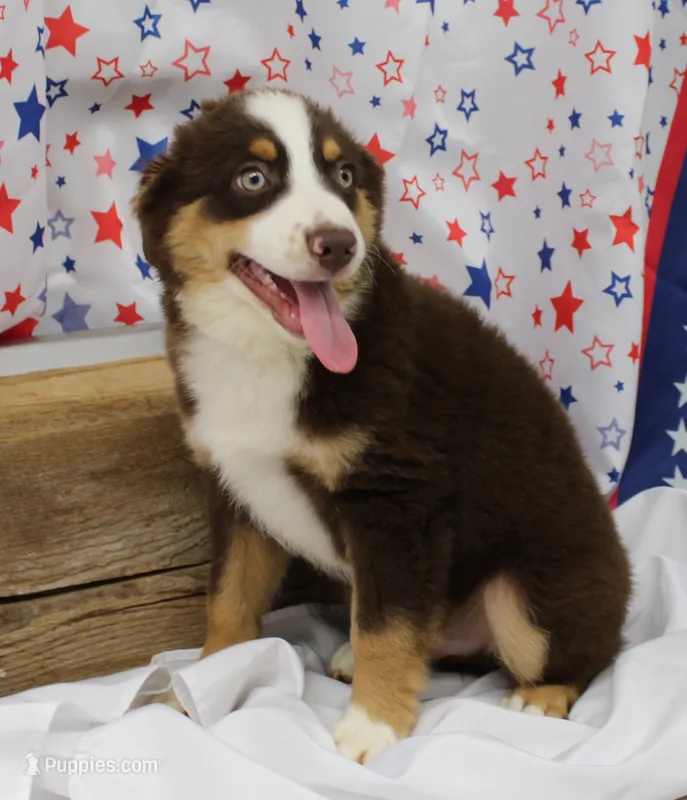 WILDER-ASDR  BLUE EYES – Miniature Australian Shepherd puppy for sale in Bells, TX