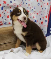 WILDER-ASDR  BLUE EYES, a male Miniature Australian Shepherd for sale in Bells, TX – 1 of 9