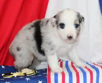 CHLOE-MINI AUSSIE  ASDR, a female Miniature Australian Shepherd for sale in Bells, TX – 4 of 6