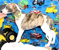 ZUKE-AKC, a male Whippet for sale in Bells, TX – 3 of 10
