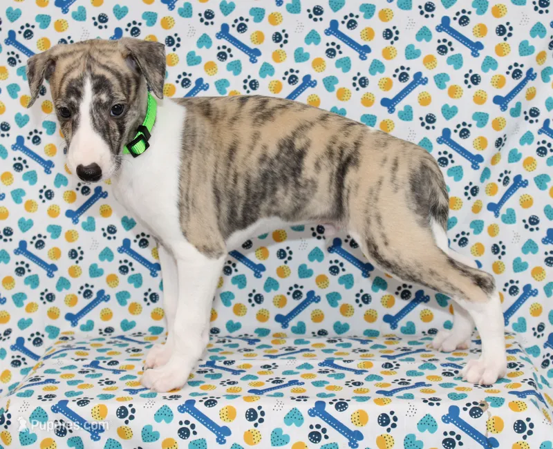ACE-AKC – Whippet puppy for sale in Bells, TX