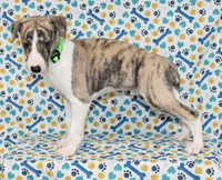 ACE-AKC, a male Whippet for sale in Bells, TX – 1 of 5