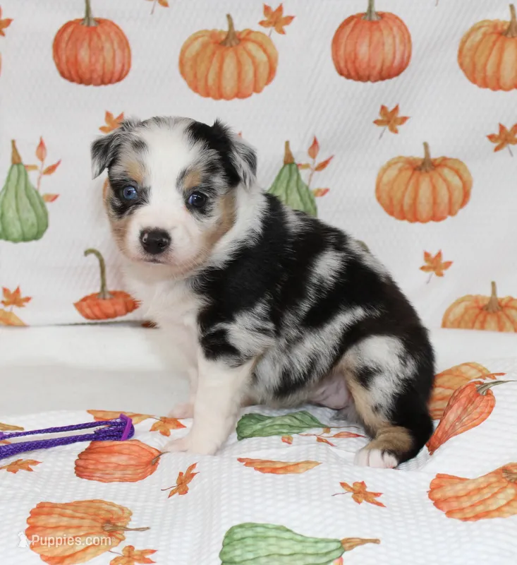 TOY AUSSIE ANNIE OAKLEY-ASDR – Toy Australian Shepherd puppy for sale in Bells, TX
