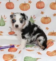 TOY AUSSIE ANNIE OAKLEY-ASDR, a male Toy Australian Shepherd for sale in Bells, TX – 1 of 5