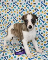 TORI-AKC, a female Whippet for sale in Bells, TX – 2 of 5