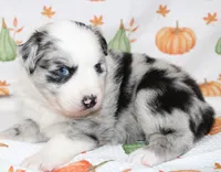 TOY AUSSIE RYDER CASH-ASDR, a male Toy Australian Shepherd for sale in Bells, TX – 4 of 6