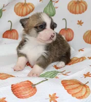 KATE, a female Pembroke Welsh Corgi for sale in Bells, TX – 2 of 5