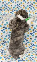 JORY-AKC, a female Whippet for sale in Bells, TX – 3 of 5