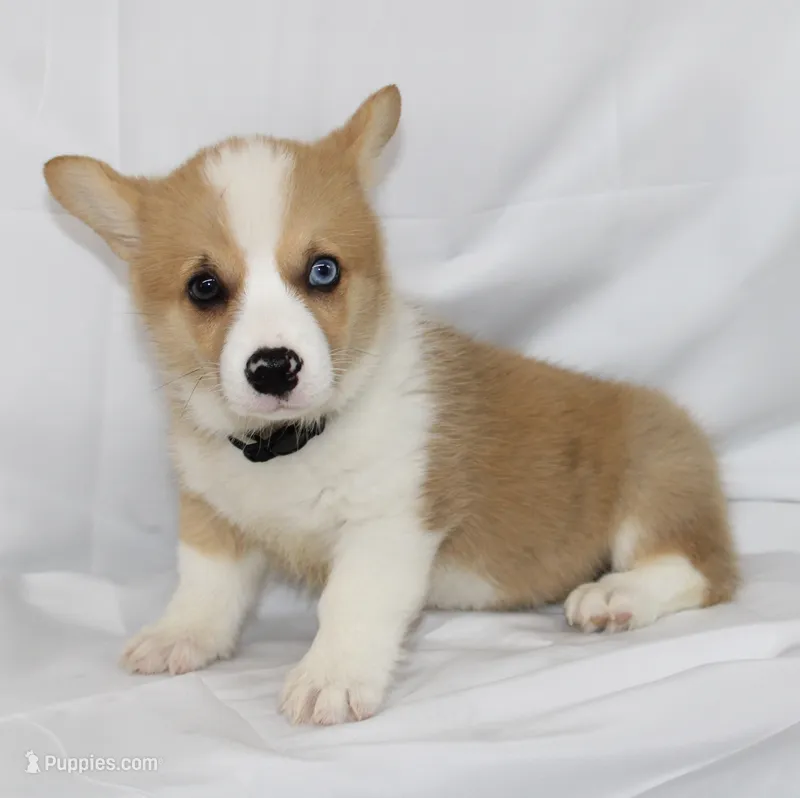 JULY-BLUE EYES  – Pembroke Welsh Corgi puppy for sale in Bells, TX