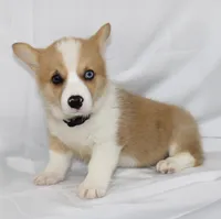 JULY-BLUE EYES , a male Pembroke Welsh Corgi for sale in Bells, TX – 1 of 10