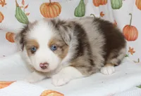 TOY LEVI-ASDR  BLUE EYES, a male Miniature Australian Shepherd and Toy Australian Shepherd for sale in Bells, TX – 5 of 9