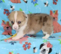 INDEPENDENCE-BLUE EYES, a female Pembroke Welsh Corgi for sale in Bells, TX – 3 of 5