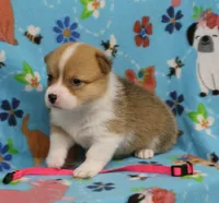 LIBERTY, a female Pembroke Welsh Corgi for sale in Bells, TX – 3 of 5