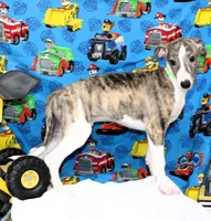 TRACE-AKC, a male Whippet for sale in Bells, TX – 4 of 10
