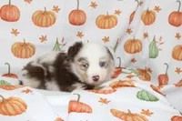 TOY ROWDY-ASDR BLUE EYES, a male Miniature Australian Shepherd and Toy Australian Shepherd for sale in Bells, TX – 6 of 10