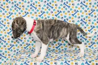 TRACE-AKC, a male Whippet for sale in Bells, TX – 5 of 5